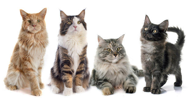 5 Grooming Commandments Every Maine Coon Cat Owner Must