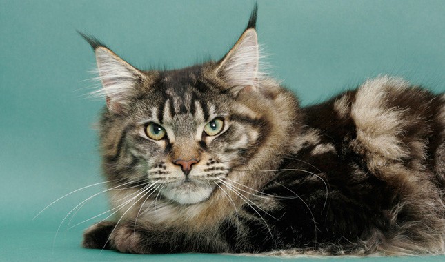 How to Tell if Your Maine Coon is a Mix? – Maine Coon Admirer