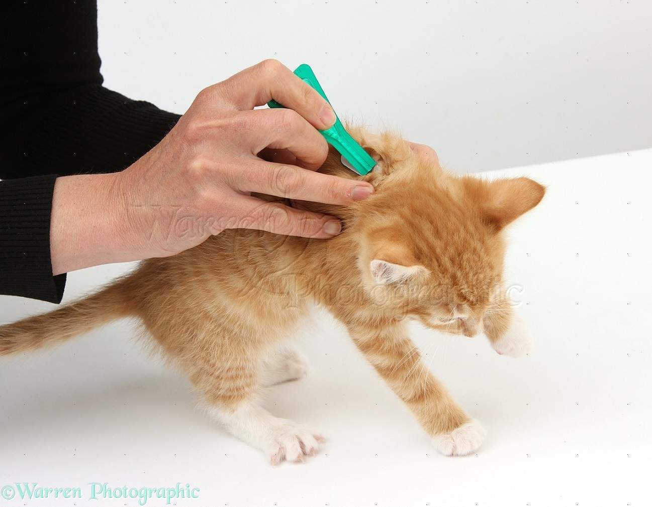 How Often To Give Cats Flea Treatment at Oliver Cooper blog