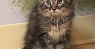 Breeding Maine Coon Cats