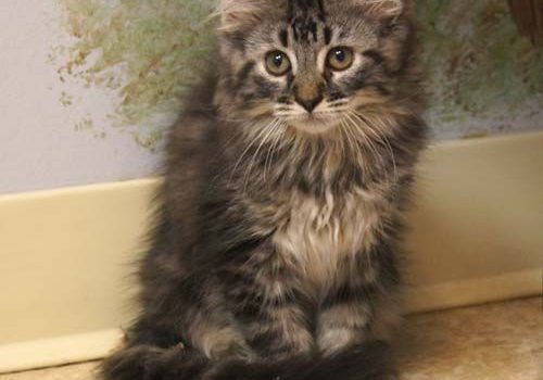Breeding Maine Coon Cats