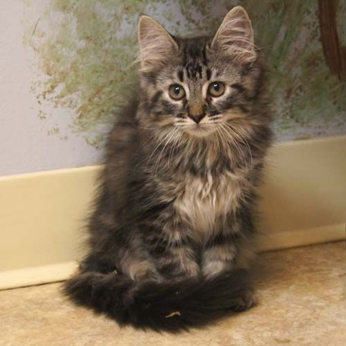 Genders in Maine Coons