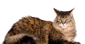 Genders in Maine Coons