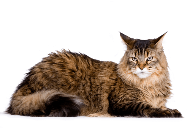 Genders in Maine Coons