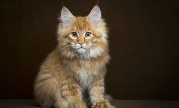 Lifespan of a Maine Coon Cat