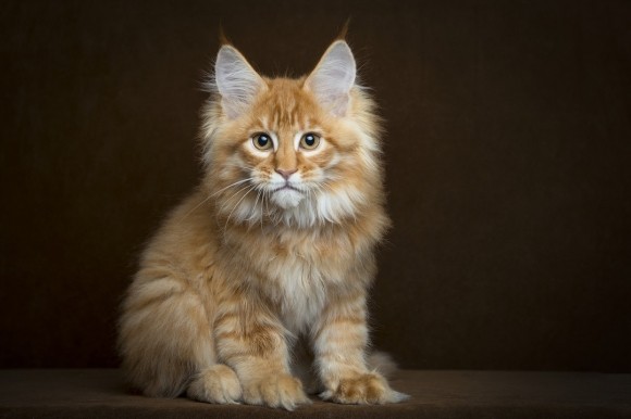 Lifespan of a Maine Coon