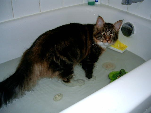 Maine Coon Bath time