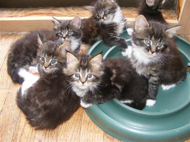 Maine Coon Cat Breeders 