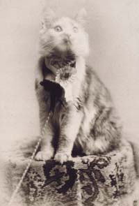 Maine Coon Cat shows and competitions