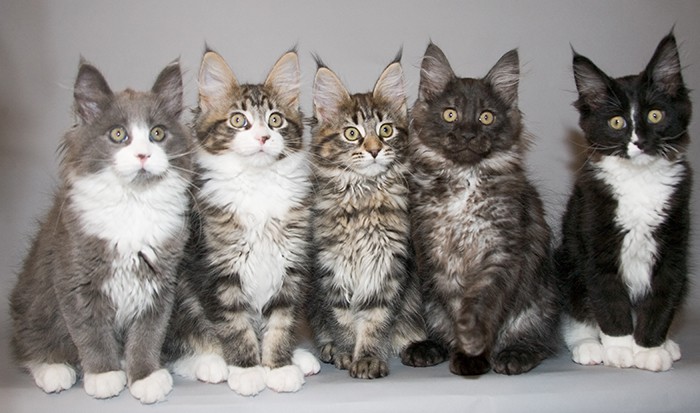 Maine Coon Kittens