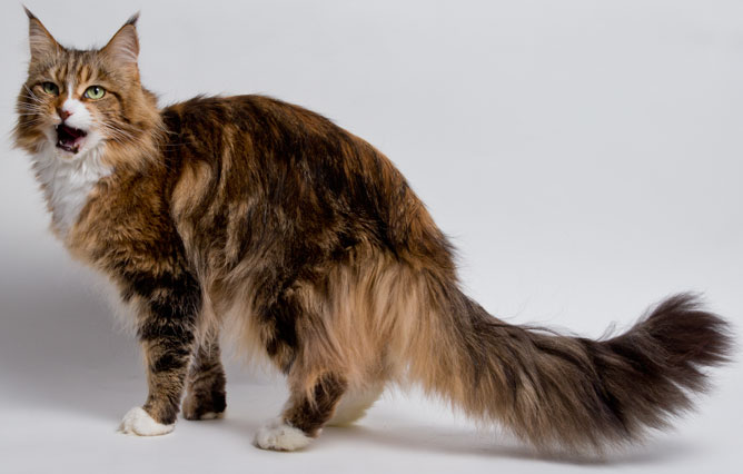 Maine Coon Prices