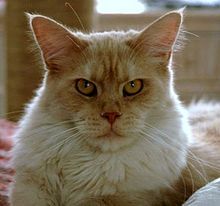 Maine Coon cats