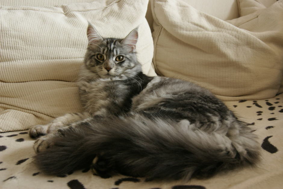 Maine Coon Grooming Tips