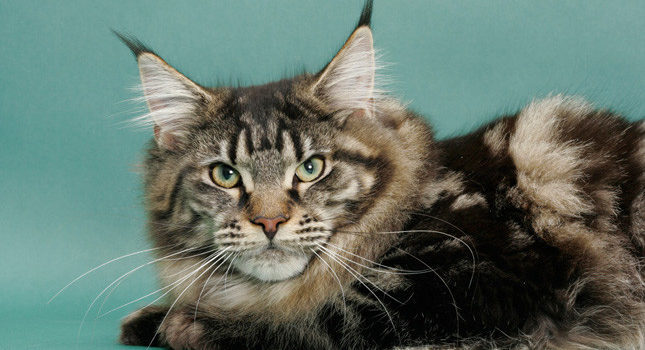Maine Coon is a Mix