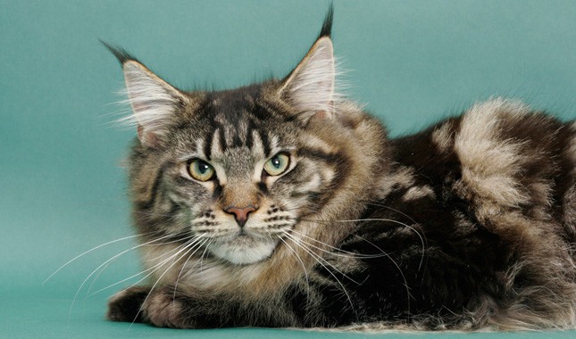 sy Interconnect metal How to Tell if Your Maine Coon is a Mix? - Maine Coon Admirer