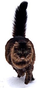 Maine coon cat by tomitheos