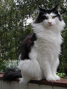 norwegian forest cat