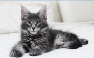 Characteristics of Maine Coon