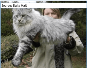 Characteristics of Maine Coon