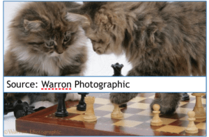 Characteristics of Maine Coon