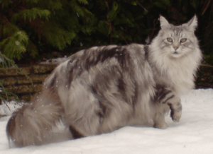 Maine Coons