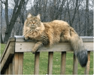 Maine Coons