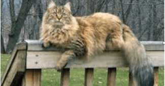 male Maine Coon cat