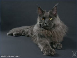 Solid Maine coon