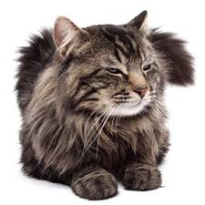 History of Maine Coon