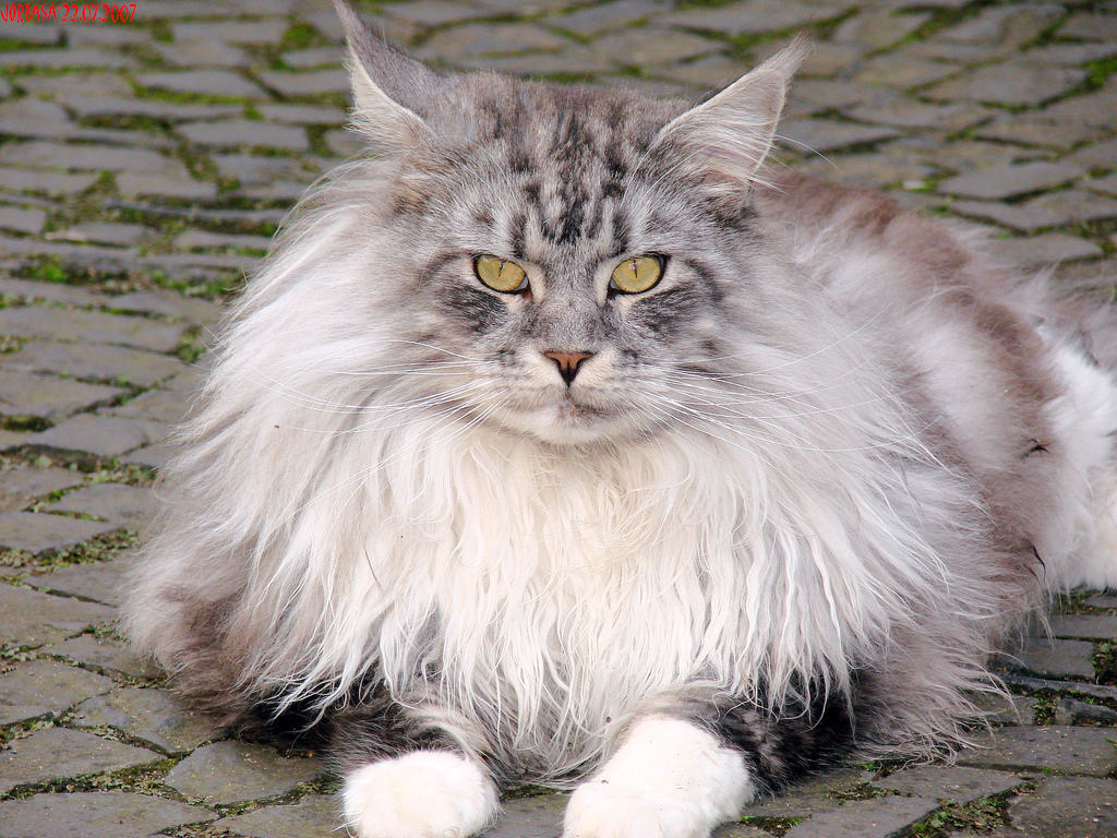 Breeding Maine Coon Cats