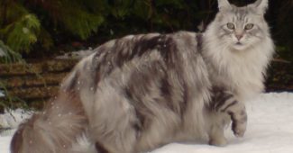 male Maine Coon cat