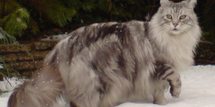 male Maine Coon cat