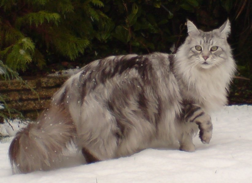 Genders in Maine Coons