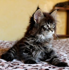 tabby maine coon kitten