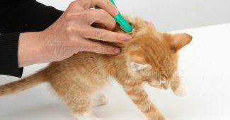 Applying spot-on flea treatment to a maine coon