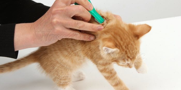 Applying spot-on flea treatment to a maine coon