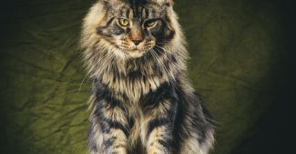 Maine coon aggression