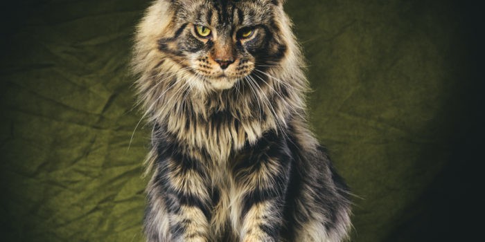 Maine coon aggression