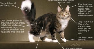 Maine coon standards