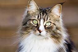 Maine Coon healthy
