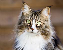 Maine Coon healthy